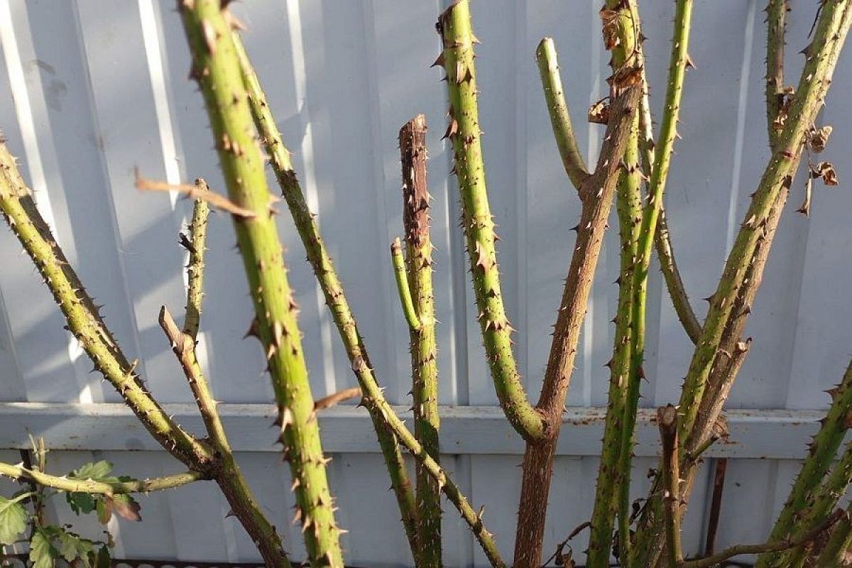 Цветут розы в снег и морозы: что делать, если почки набухли во время зимних оттепелей