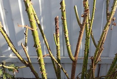 Цветут розы в снег и морозы: что делать, если почки набухли во время зимних оттепелей