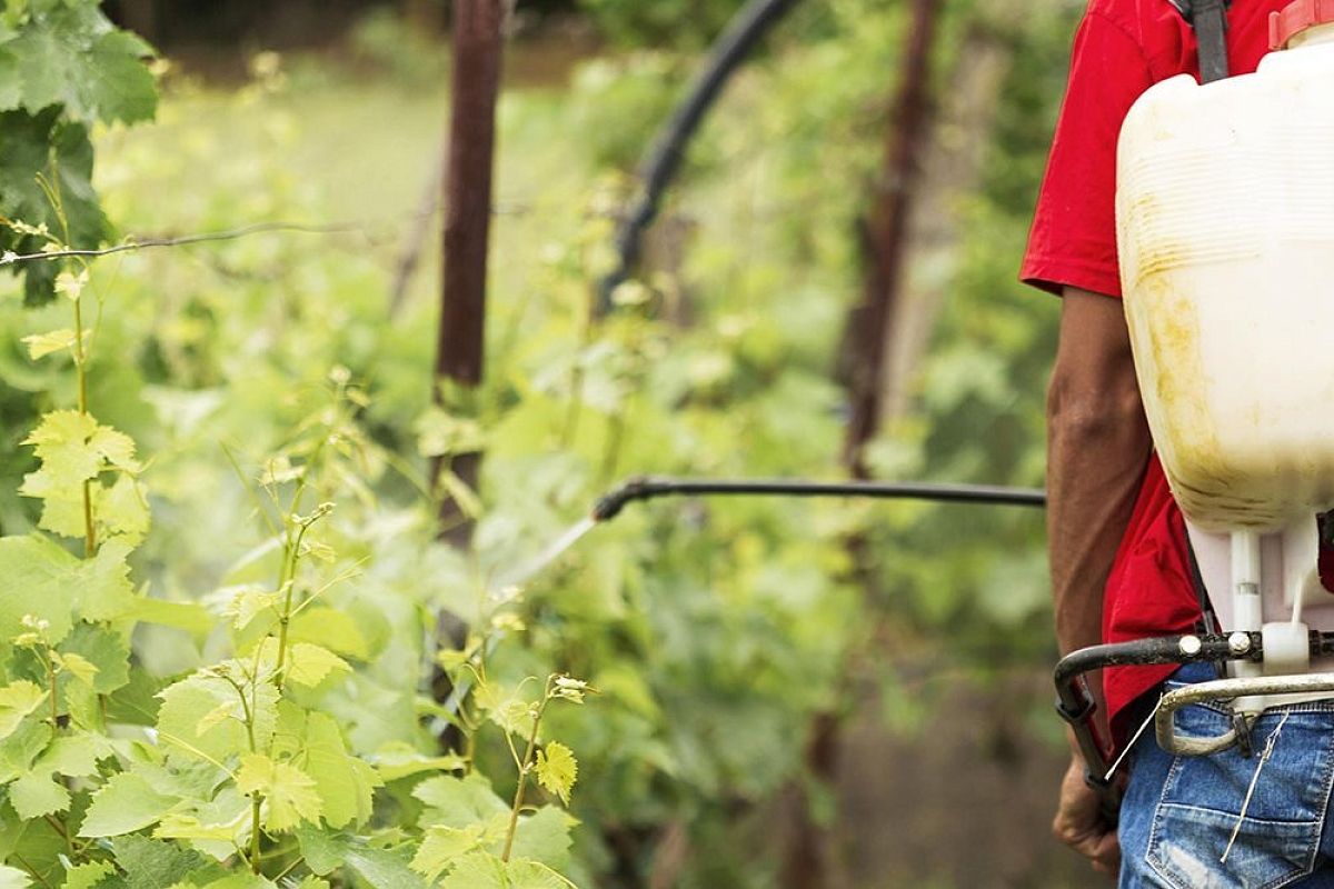 Листья желтеют у яблонь и ягод? От хлороза экстренно вносим хелат железа до 20 июля 