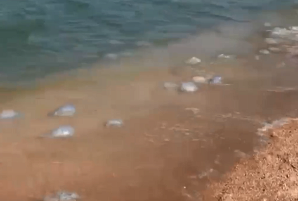 Кисельные берега: сотни гигантских медуз прибило к пляжам Азовского моря 