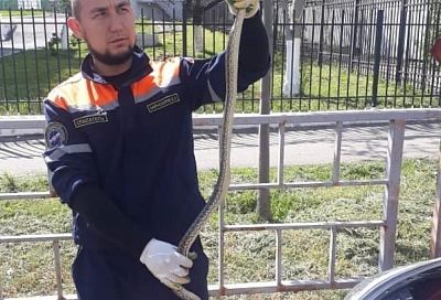 Укротители змей: спасатели извлекли рептилию из-под-капота автомобиля в Новороссийске 