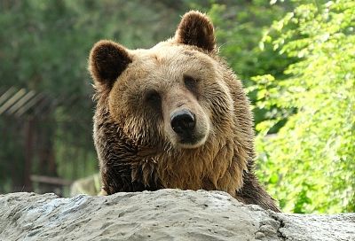 Известна численность бурых медведей в Кавказском заповеднике