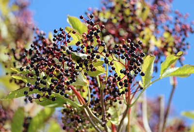 Бузина в саду: природный страж от болезней и вредителей