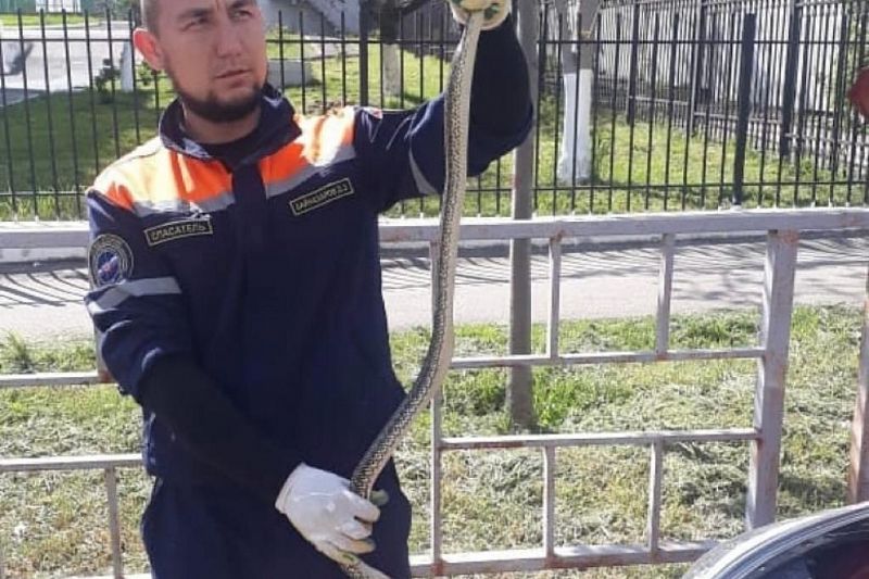 Укротители змей: спасатели извлекли рептилию из-под-капота автомобиля в Новороссийске 