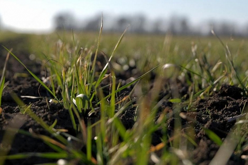 В Краснодарском крае аграрии обеспечены семенами ранних яровых более чем на 90%