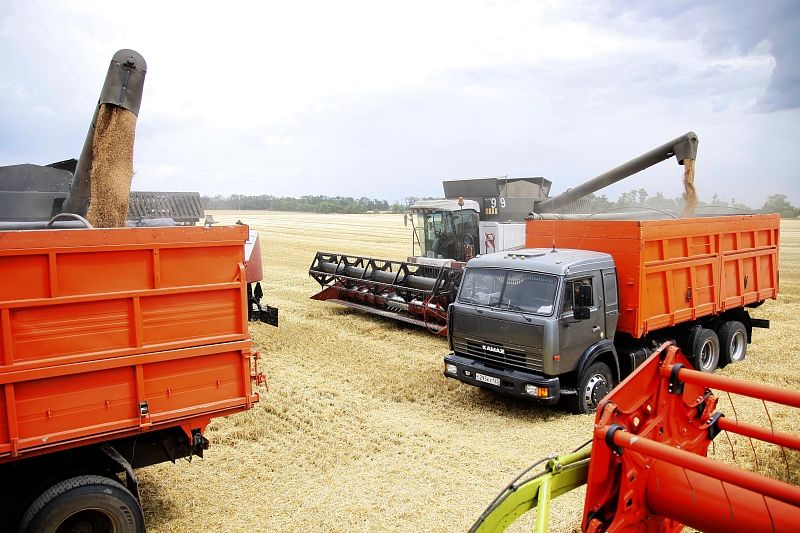 Ежесуточно в крае планируют обмолачивать свыше 100 тыс. га. зерновых.