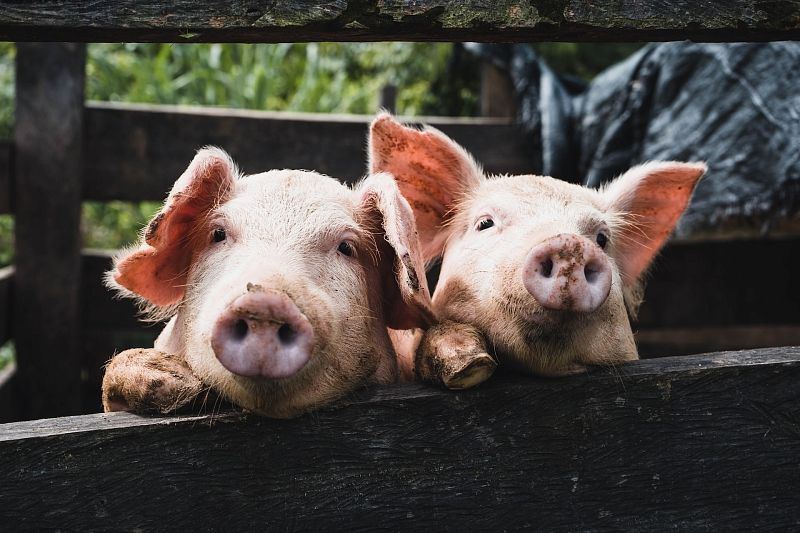 Новый очаг африканской чумы свиней выявили в Краснодарском крае