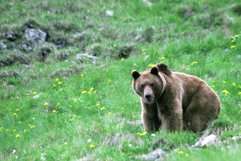 Приманка для медведей: в Кавказском заповеднике могут сократить турсезон из-за брошенного людьми мусора 