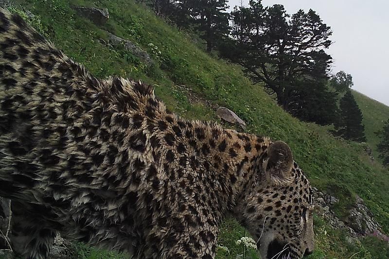 В Адыгее мужчина встретил на обочине дороги леопарда