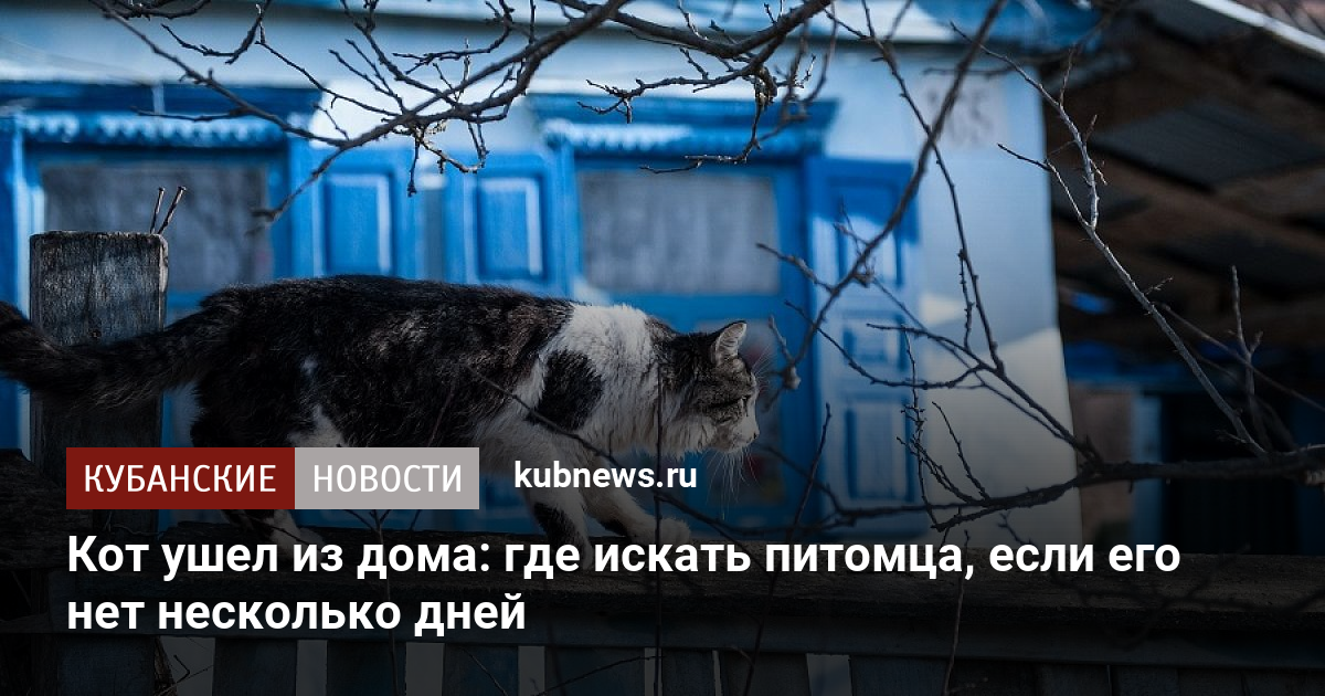 Почему кошки уходят из дома и не возвращаются? - Форум о британских кошках