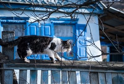 Кот ушел из дома: где искать питомца, если его нет несколько дней