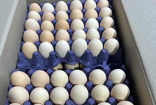 Первая партия. Азербайджан ввез в Россию 36 тонн яиц 