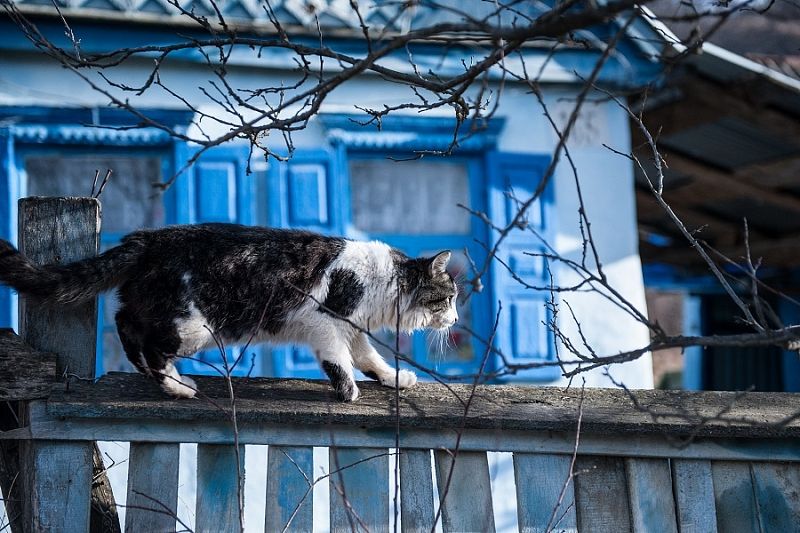 Кот ушел из дома: где искать питомца, если его нет несколько дней
