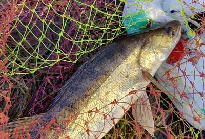 Как я ловлю судака в декабре на фидер: клюет, даже когда другие снасти молчат