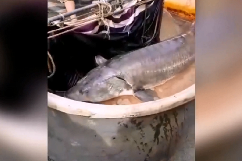 Кубанец заплатит штраф за опубликованный в соцсети ролик о царь-рыбе 