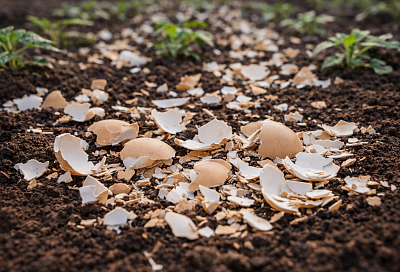 Яичная скорлупа на огороде: где она реально работает, а где дачники зря ждут эффекта годами