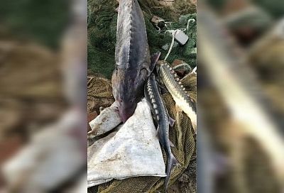Члены рыболовецкой бригады получили сроки за вылов осетра и белуги в Краснодарском крае