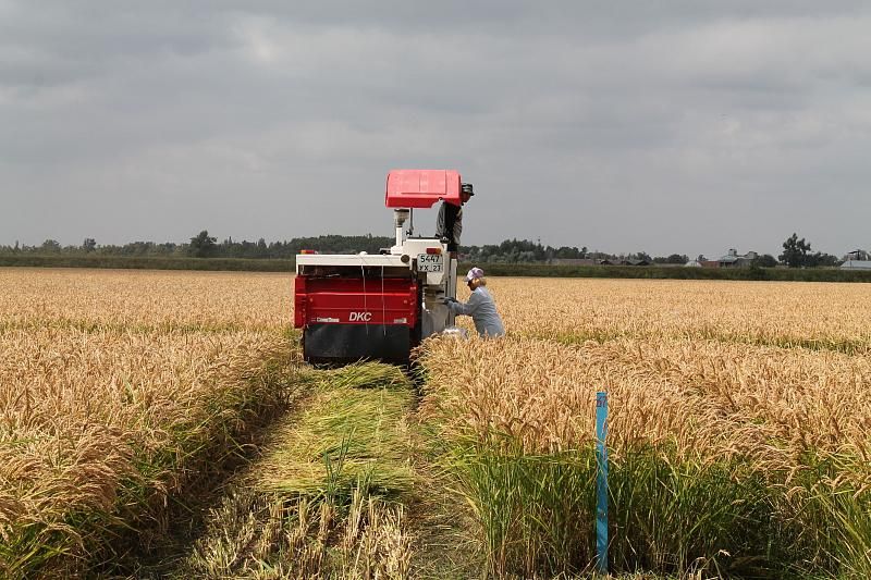 В Краснодарском крае на уборке риса задействуют более 700 комбайнов