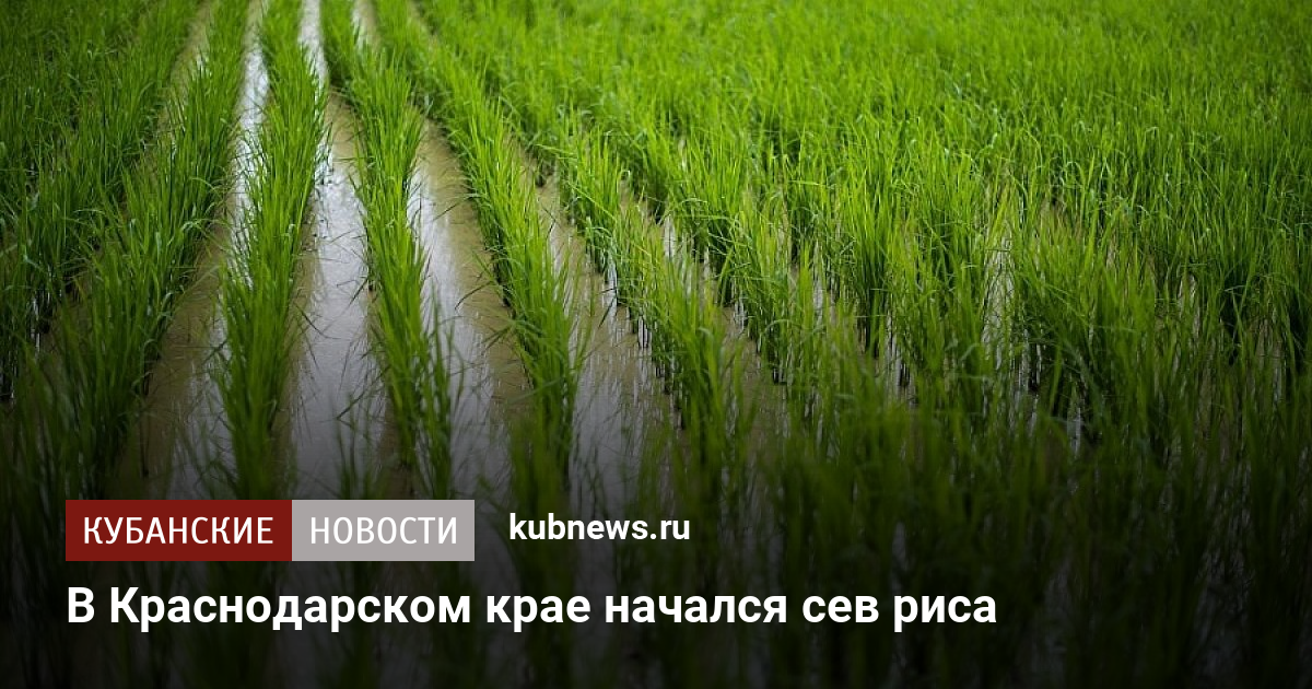 Riso sev gov ru регистрация. Сев риса. Сев риса в Краснодаре. Как растет рис в Краснодарском крае. Как выращивают рис в Краснодарском крае.