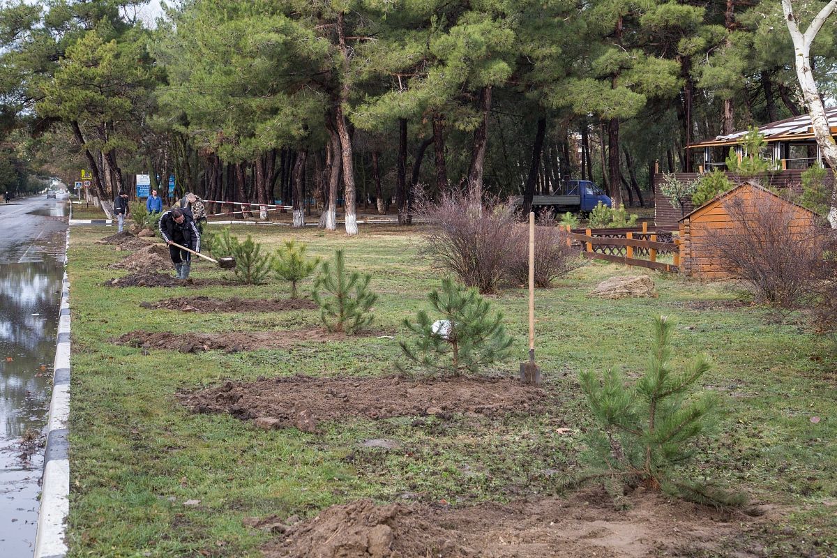 На Пионерском проспекте в Анапе высадили 100 сосен