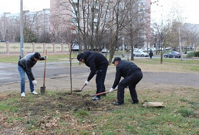В Краснодаре перед бульваром имени Евскина в Юбилейном микрорайоне высадили деревья