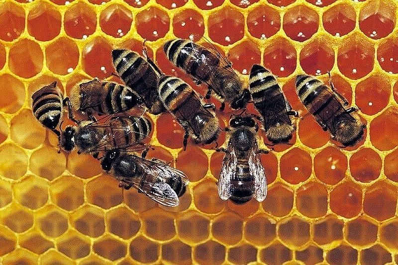 В Краснодарском крае зафиксированы случаи массовой гибели пчел