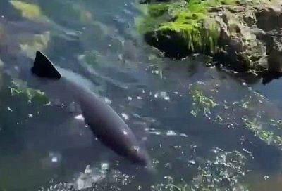 В Новороссийске спасают дельфина в критическом состоянии