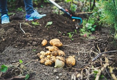 Посадил картошку из супермаркета в 3 грядки – выросла на 50 кг с куста: схема работает лучше элитных клубней