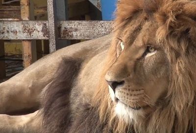 Дрессировщик Запашный заинтересовался историей льва в заброшенном «Африкариуме» в Анапе