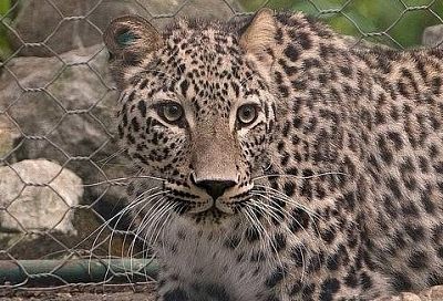 Трех сочинских леопардов выпустят в дикую природу