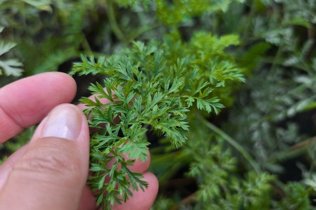 Подстригаем морковь осенью: опытные огородники советуют делать это с учетом погоды