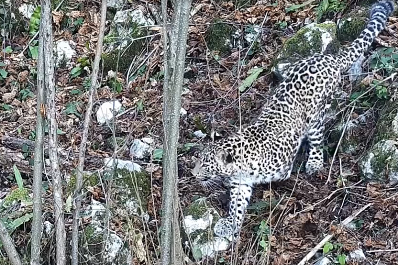 Разошлись в разные стороны: как осваиваются в дикой природе сочинские леопарды