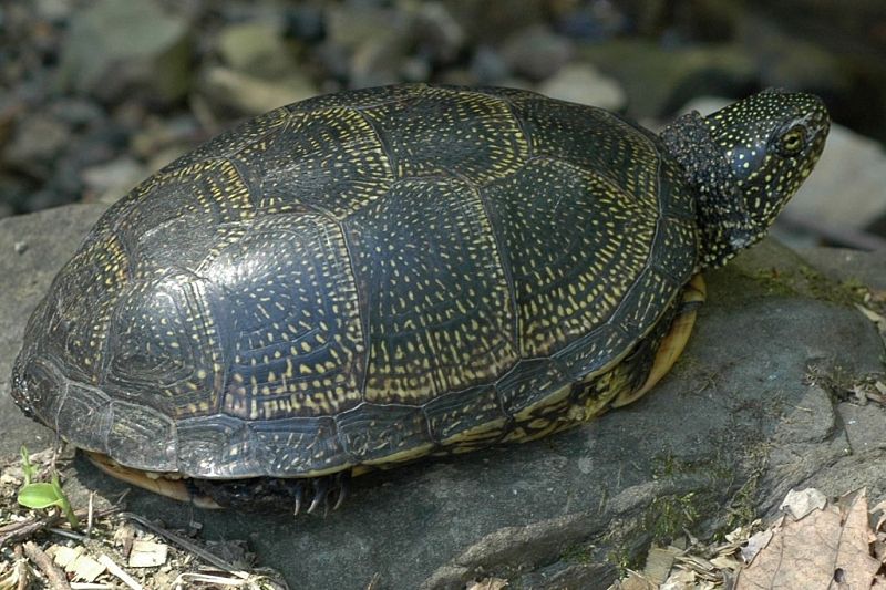 В Сочинском нацпарке спасли краснокнижную черепаху