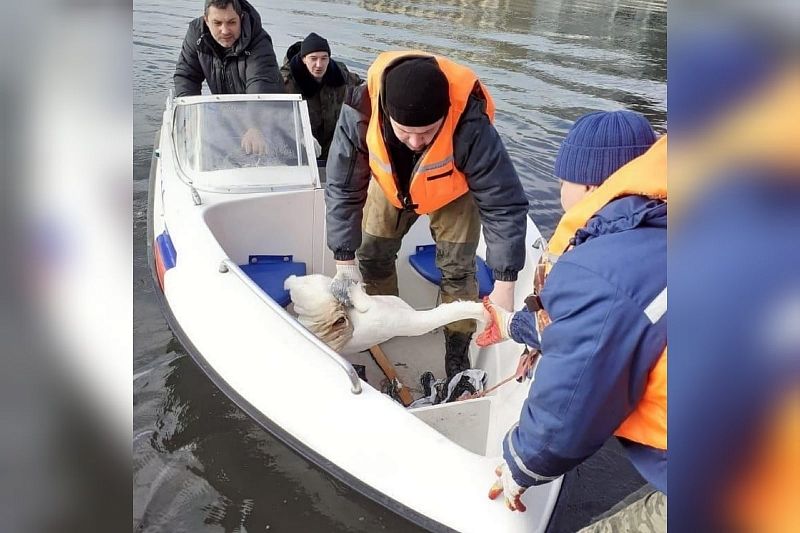 Спасатели поймали на городском озере раненого лебедя