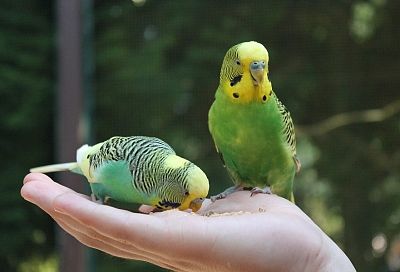 Три породы попугаев, которые станут для вас приятными собеседниками