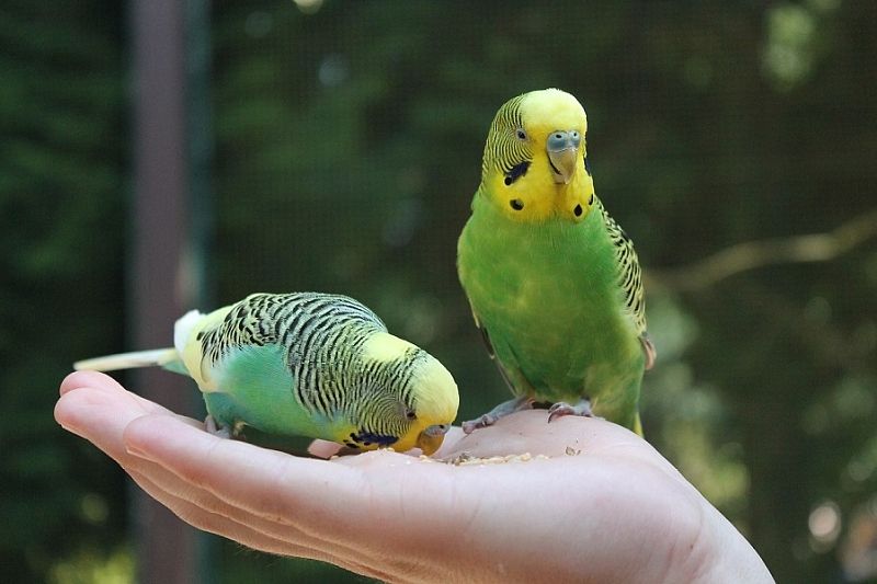 Три породы попугаев, которые станут для вас приятными собеседниками