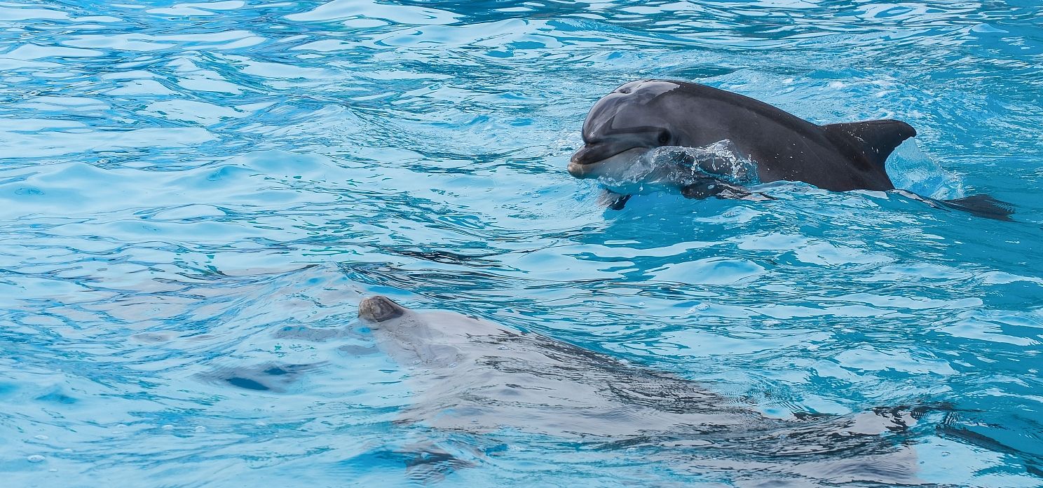Дельфины совсем не боятся людей и резво выпрыгивают из воды впереди катамаранов. Знакомство с ними – наглядное подтверждение: море в Геленджике чистое!