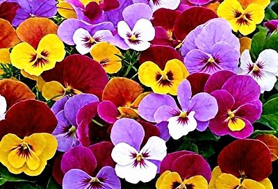 5 долгоиграющих красавиц: сейте эти цветы в феврале, чтобы лето взорвалось цветом