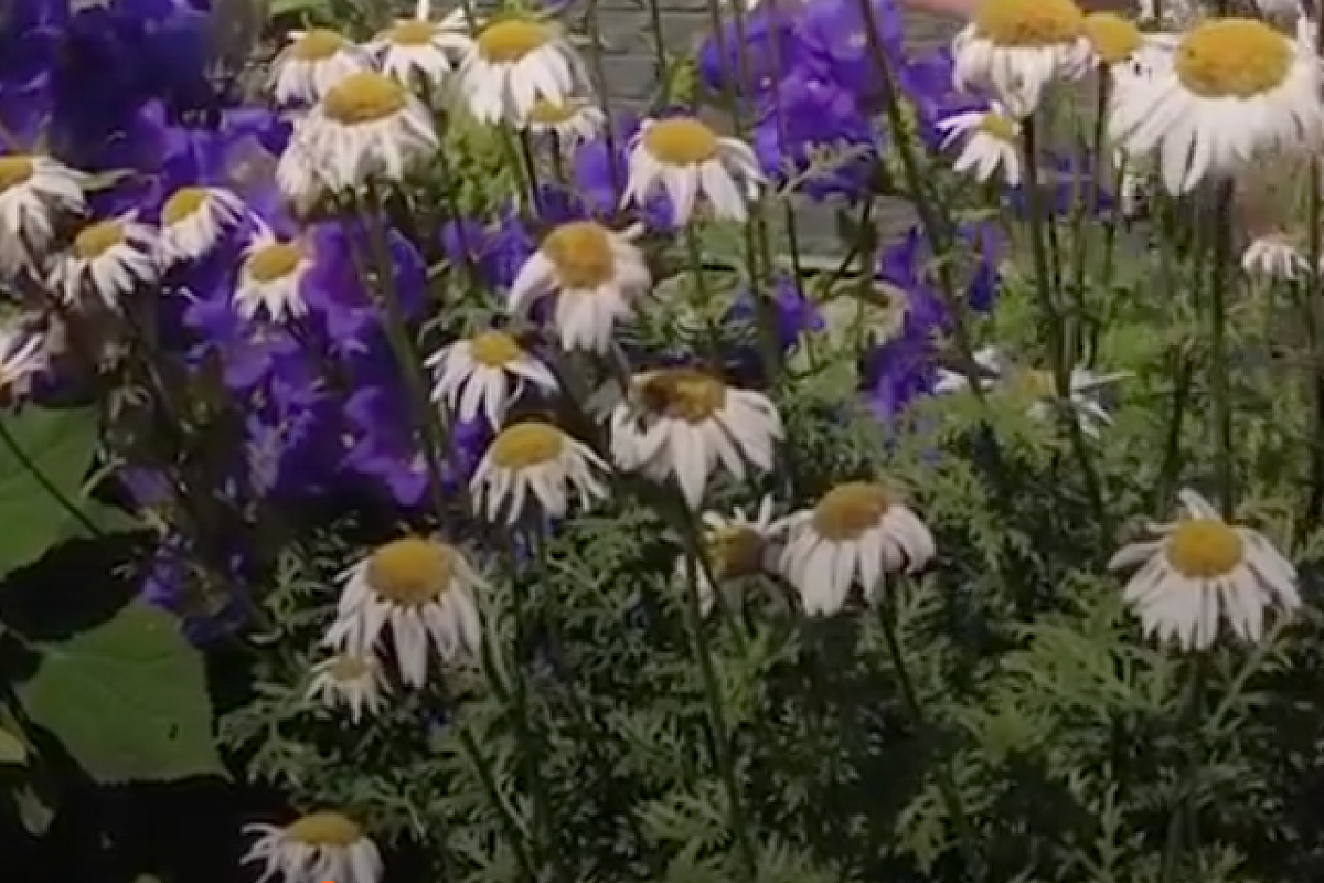 Посадите весной далматскую ромашку, и насекомые-вредители будут облетать ваш участок стороной, травить их не надо