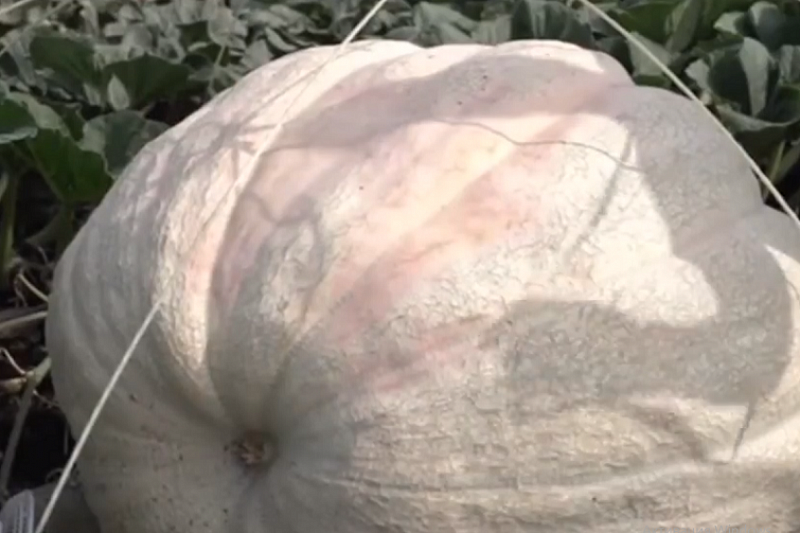 Призовая бахча: 544-килограммовую тыкву вырастил кубанский фермер 