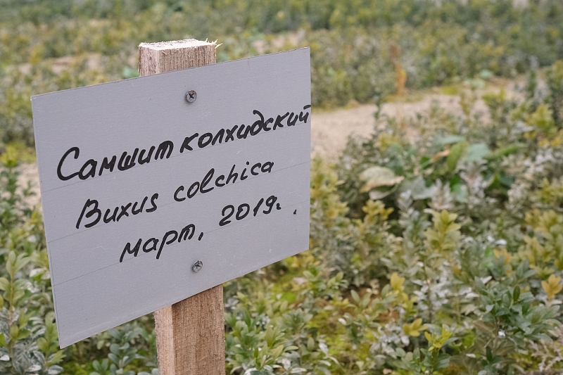 Как в Краснодарском крае выращивают будущие леса