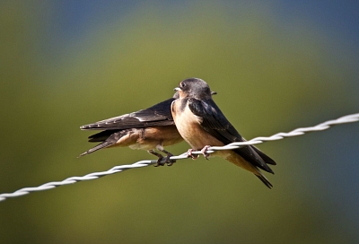 Народные приметы на сегодня – 25 марта, что можно и нельзя делать в Феофанов день 