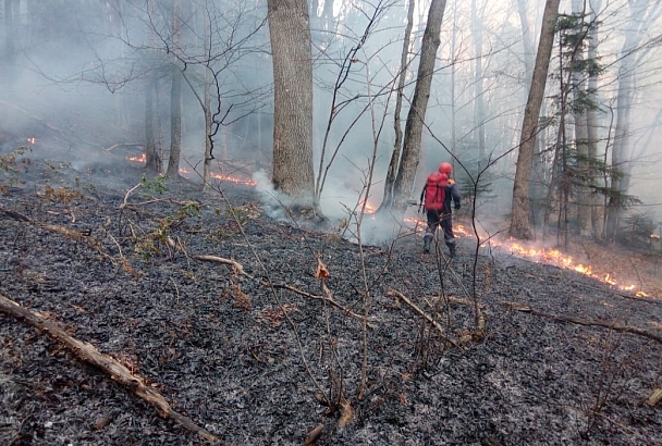 В Краснодарском крае потушили лесной пожар на площади 1,6 га