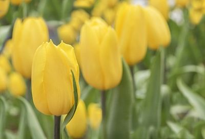 Можно ли сажать тюльпаны весной: цветовод со стажем дала ответ на этот вечный вопрос