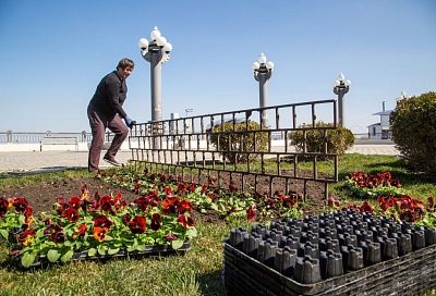 5 000 новых кустарников и деревьев украсят Анапу в течение года