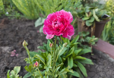 Дети будут в восторге: любовь к цветам начинается с ранункулюса