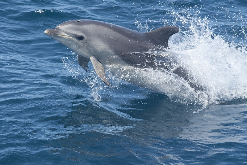 В Краснодарском крае за три месяца погибло более 60 дельфинов 