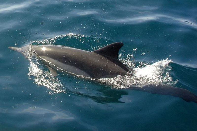 На пляже в Геленджике нашли мертвого дельфина