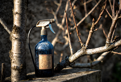 Нужно ли повторять искореняющую обработку сада весной, если делали осенью