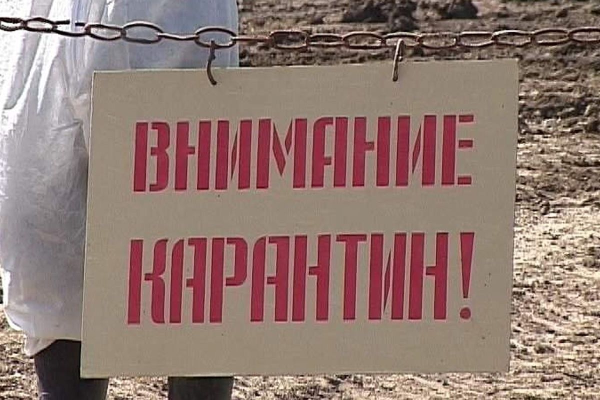 Ветеринарный карантин по бешенству объявлен в поселке Артющенко Темрюкского района